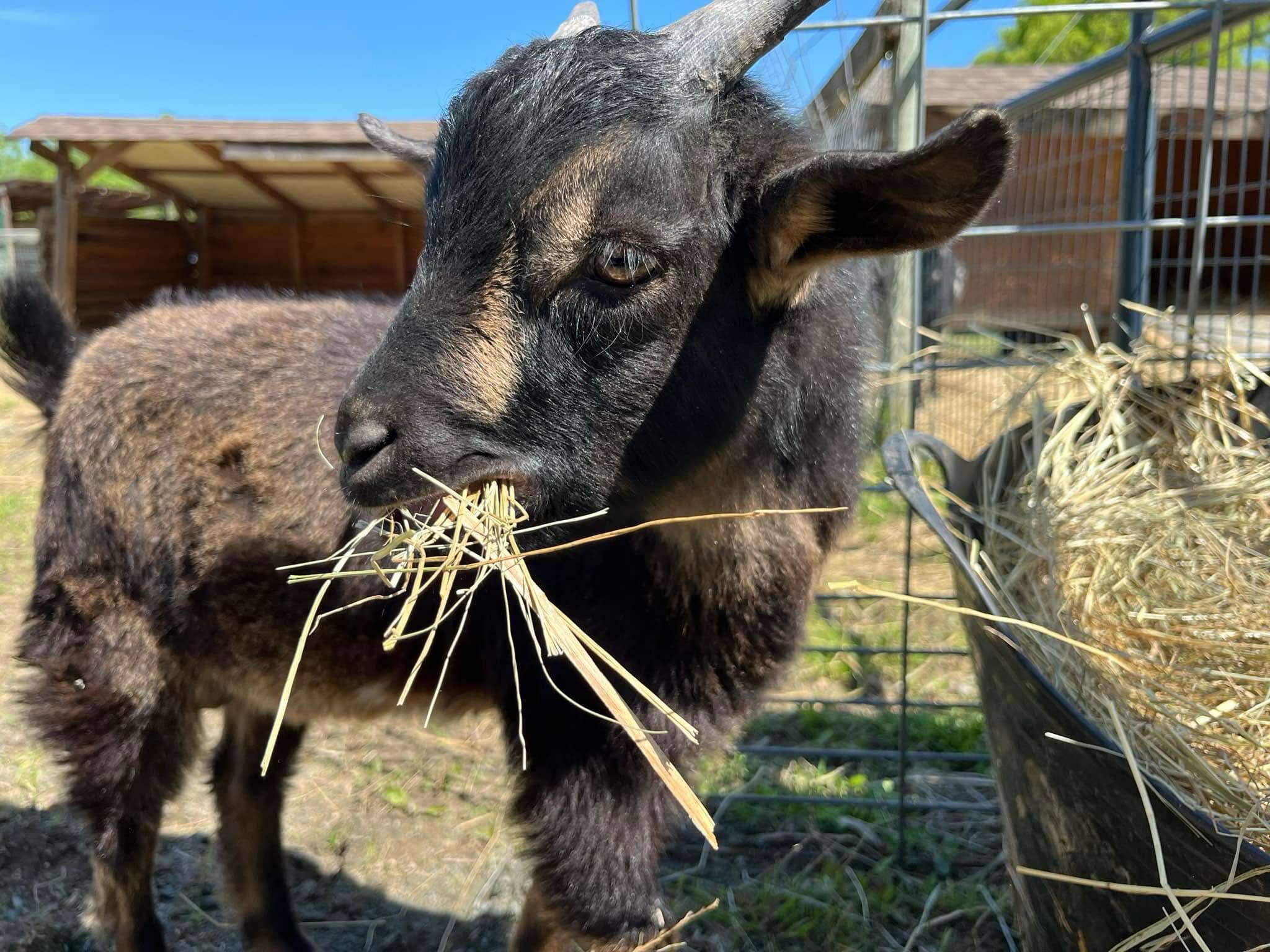 Enlarge Snickerdoodle, a Adopted mixed breed in Durham, NC image 4/5