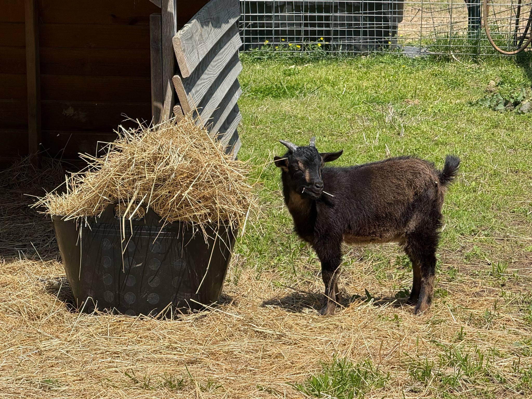 Enlarge Snickerdoodle, a Adopted mixed breed in Durham, NC image 5/5