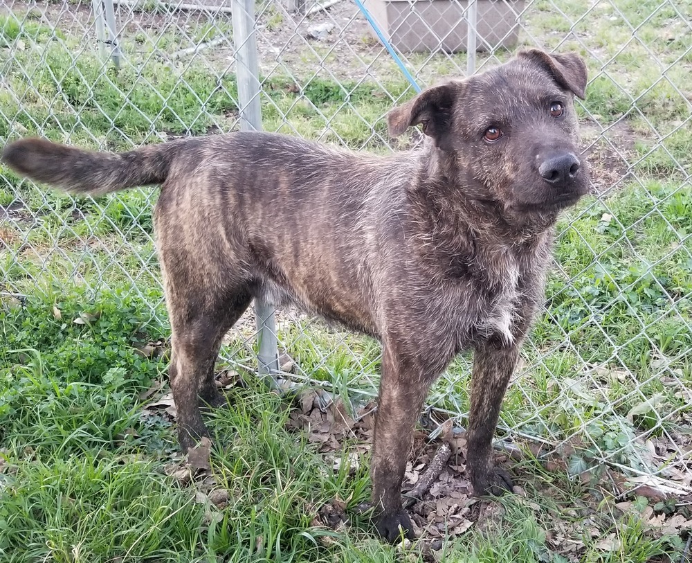 Camo, a Adoptable mixed breed in Lone Oak, TX image 1/2