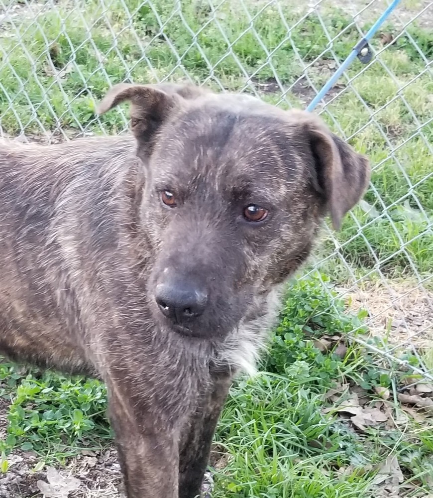Camo, a Adoptable mixed breed in Lone Oak, TX image 2/2