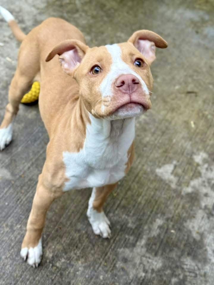 Chicky, adopted, Adult Male Pit Bull Terrier.
