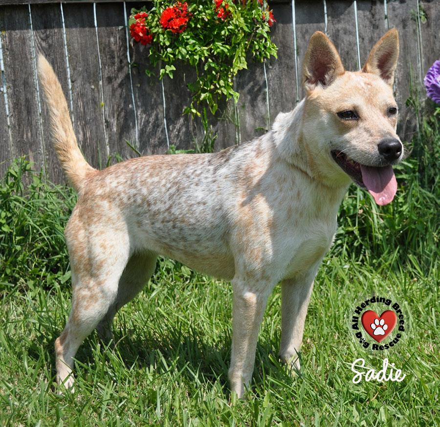 Enlarge Sadie, a Adoptable Cattle Dog in Joliet, IL image 1/4
