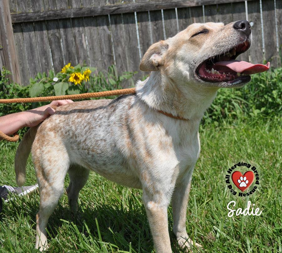 Enlarge Sadie, a Adoptable Cattle Dog in Joliet, IL image 2/4