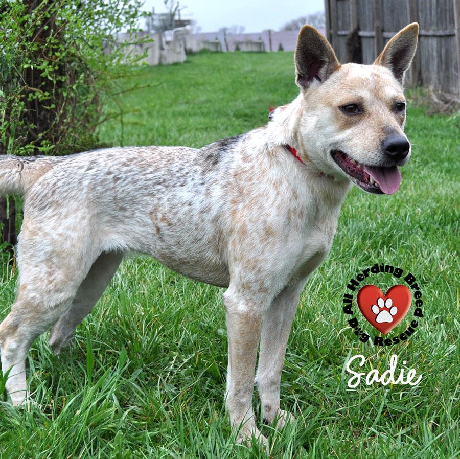 Sadie, Young Female unknown