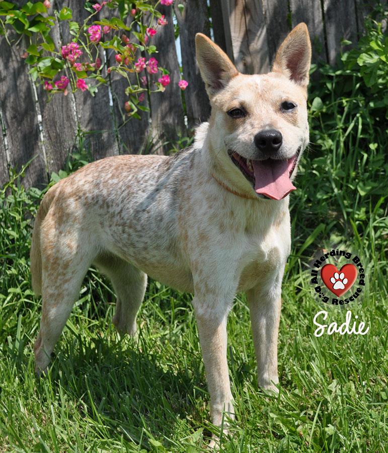 Enlarge Sadie, a Adoptable Cattle Dog in Joliet, IL image 3/4