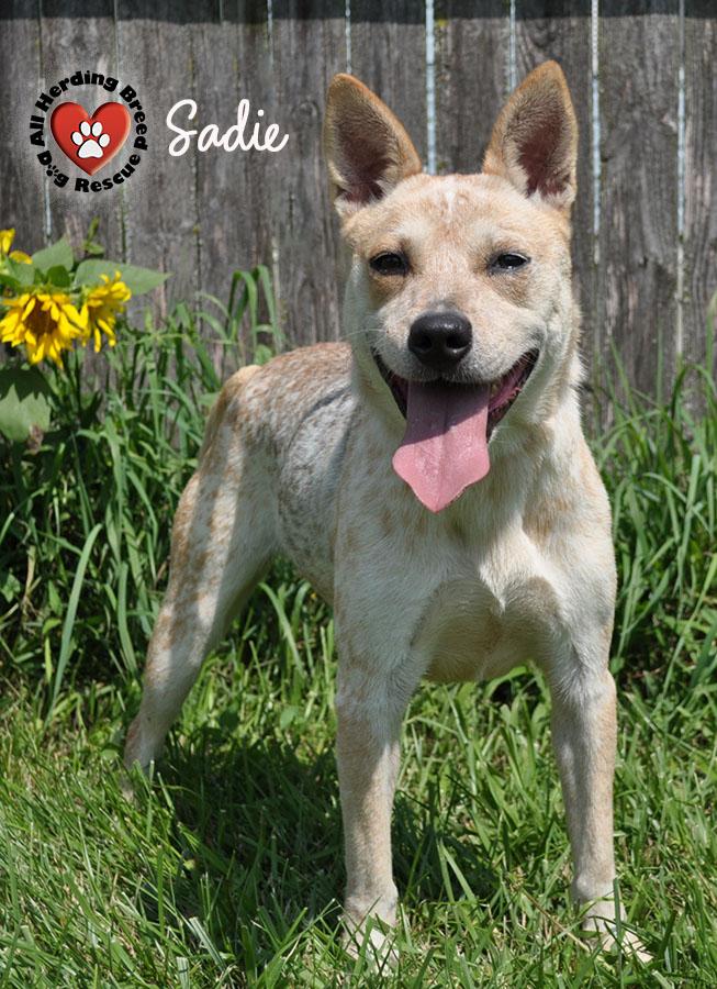 Enlarge Sadie, a Adoptable Cattle Dog in Joliet, IL image 4/4