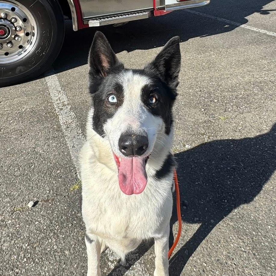 Astro, a Adoptable mixed breed in Tacoma, WA image 1/4