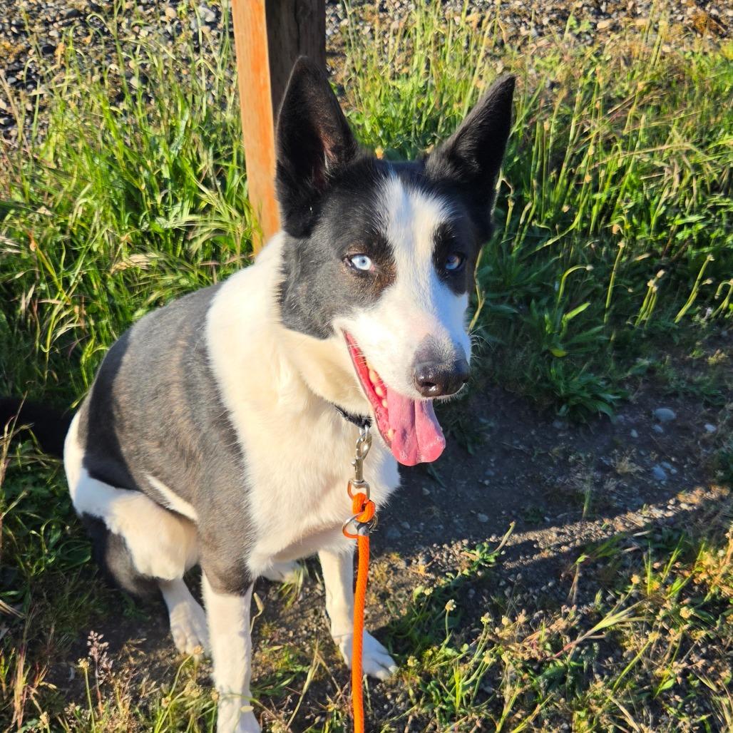 Astro, a Adoptable mixed breed in Tacoma, WA image 2/4