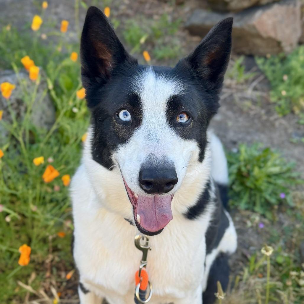 Astro, a Adoptable mixed breed in Tacoma, WA image 3/4