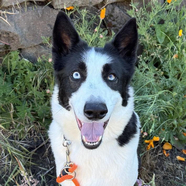Astro, a Adoptable mixed breed in Tacoma, WA image 4/4