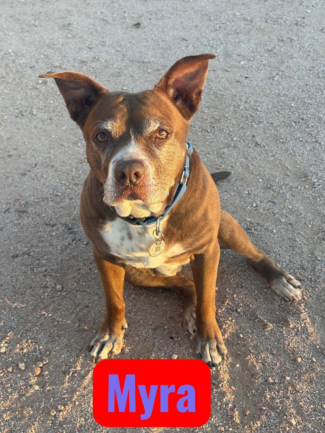 Myra, ADOPTABLE, Adult Female Staffordshire Bull Terrier & Labrador Retriever.