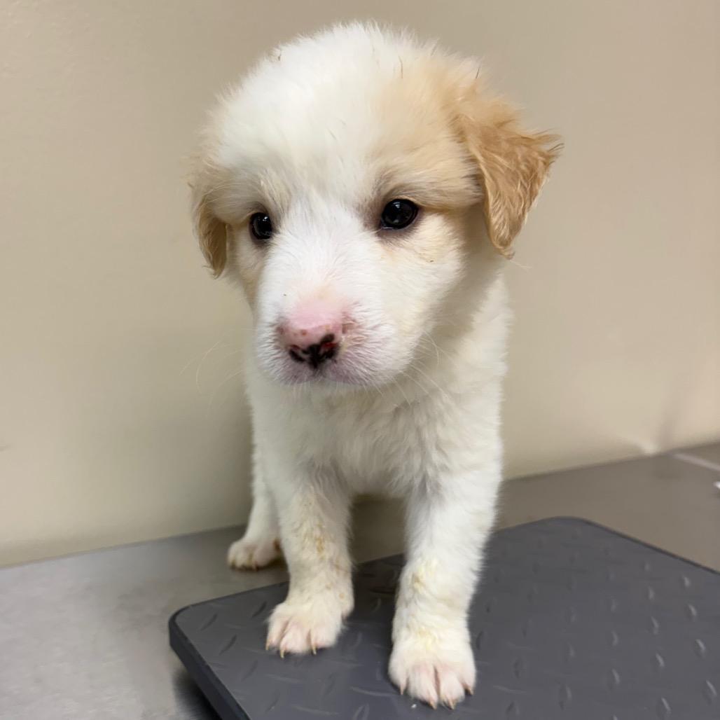 Lady — thumbnail 2