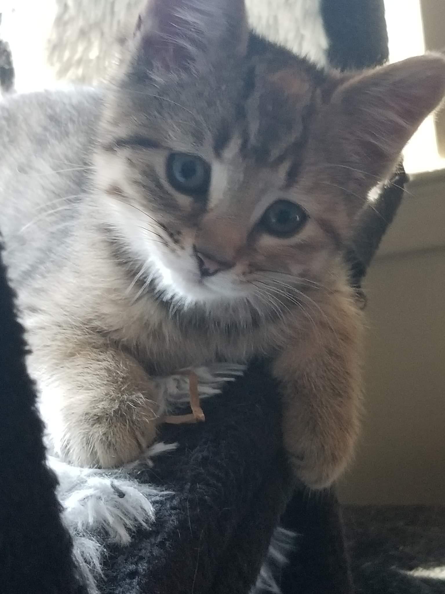 Cashew, Adopted, Adult Female Domestic Short Hair.