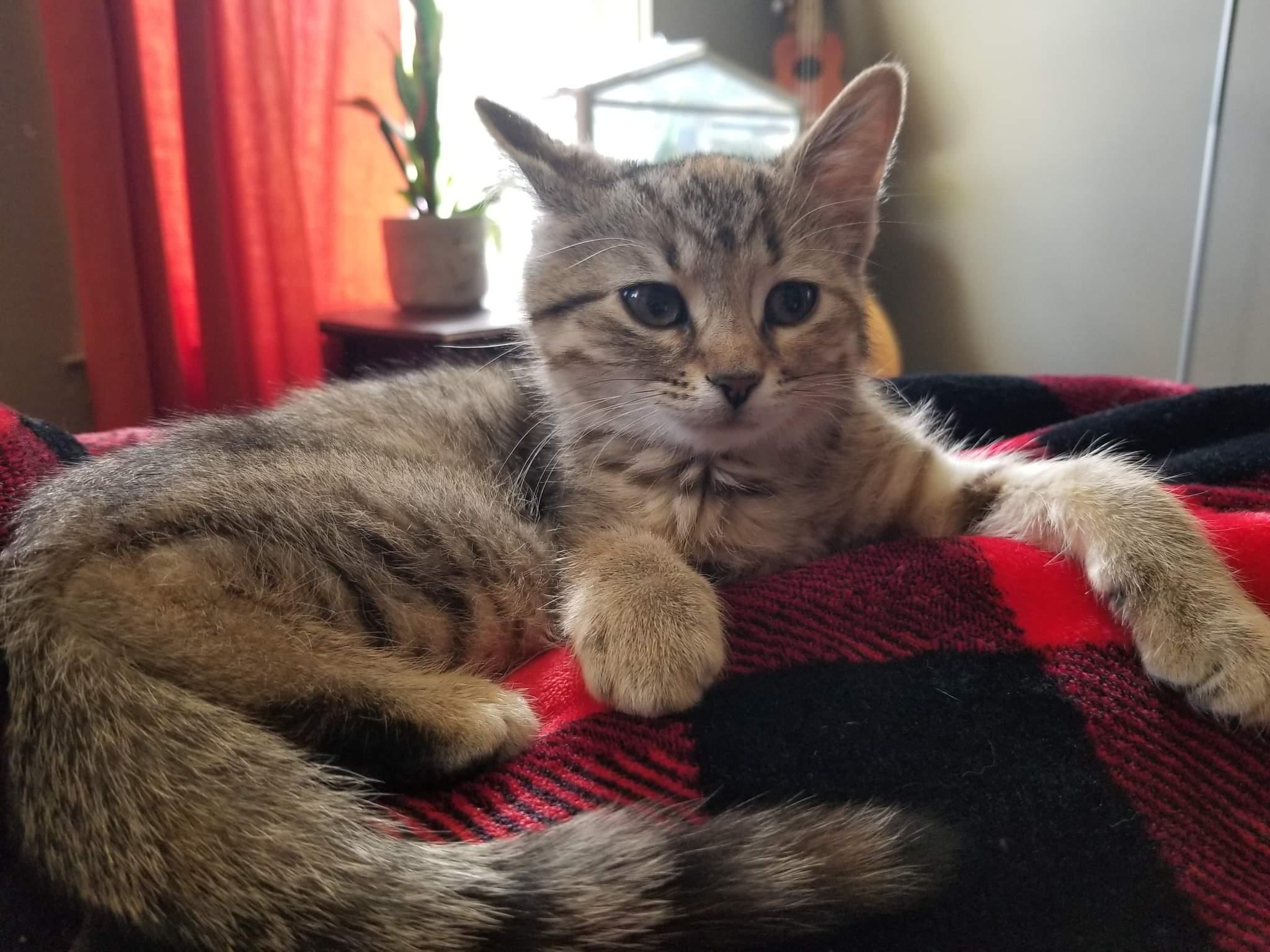 Enlarge Cashew, a Adopted Domestic Short Hair in Guelph, ON image 2/6
