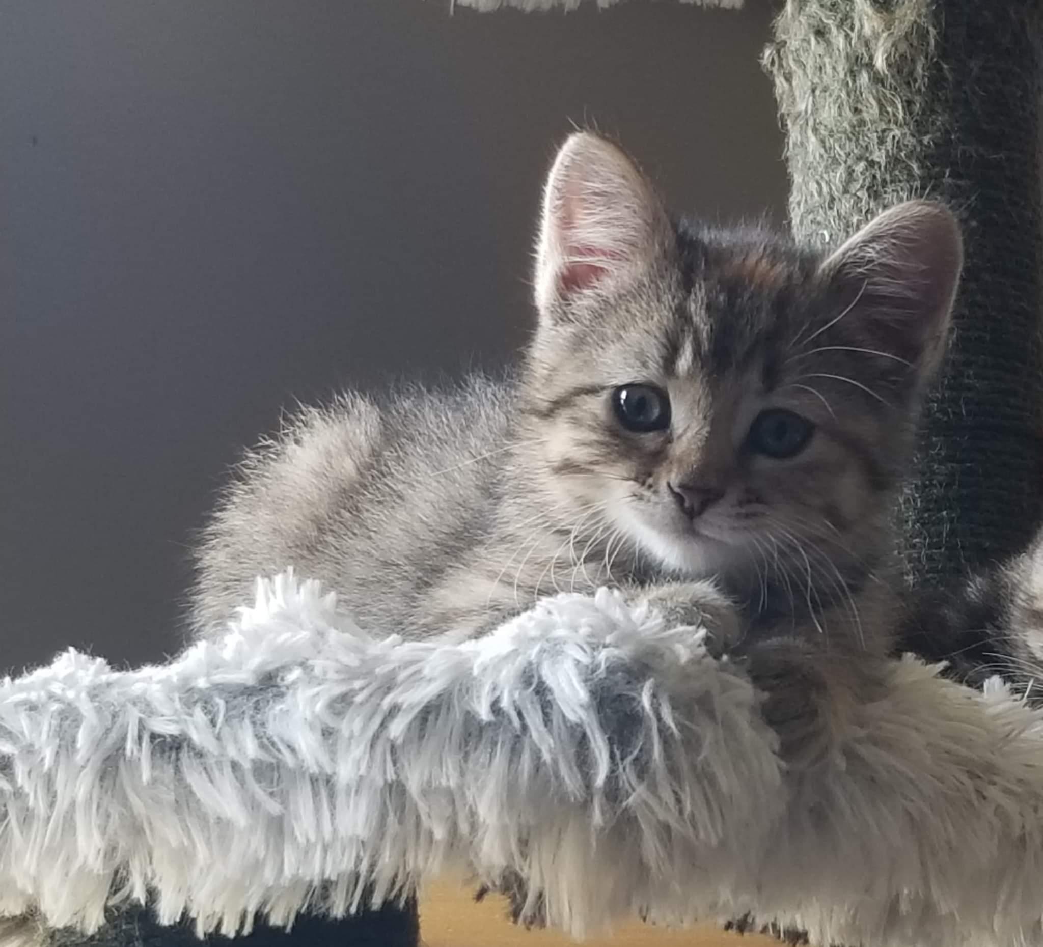 Enlarge Cashew, a Adopted Domestic Short Hair in Guelph, ON image 3/6