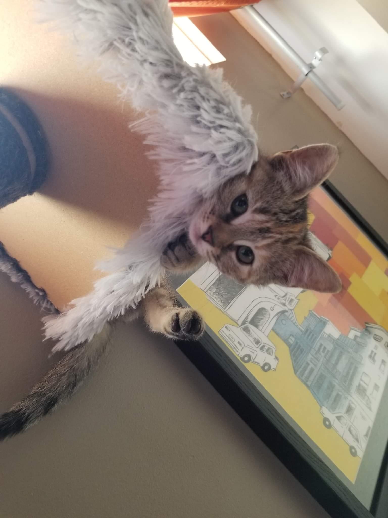 Enlarge Cashew, a Adopted Domestic Short Hair in Guelph, ON image 5/6