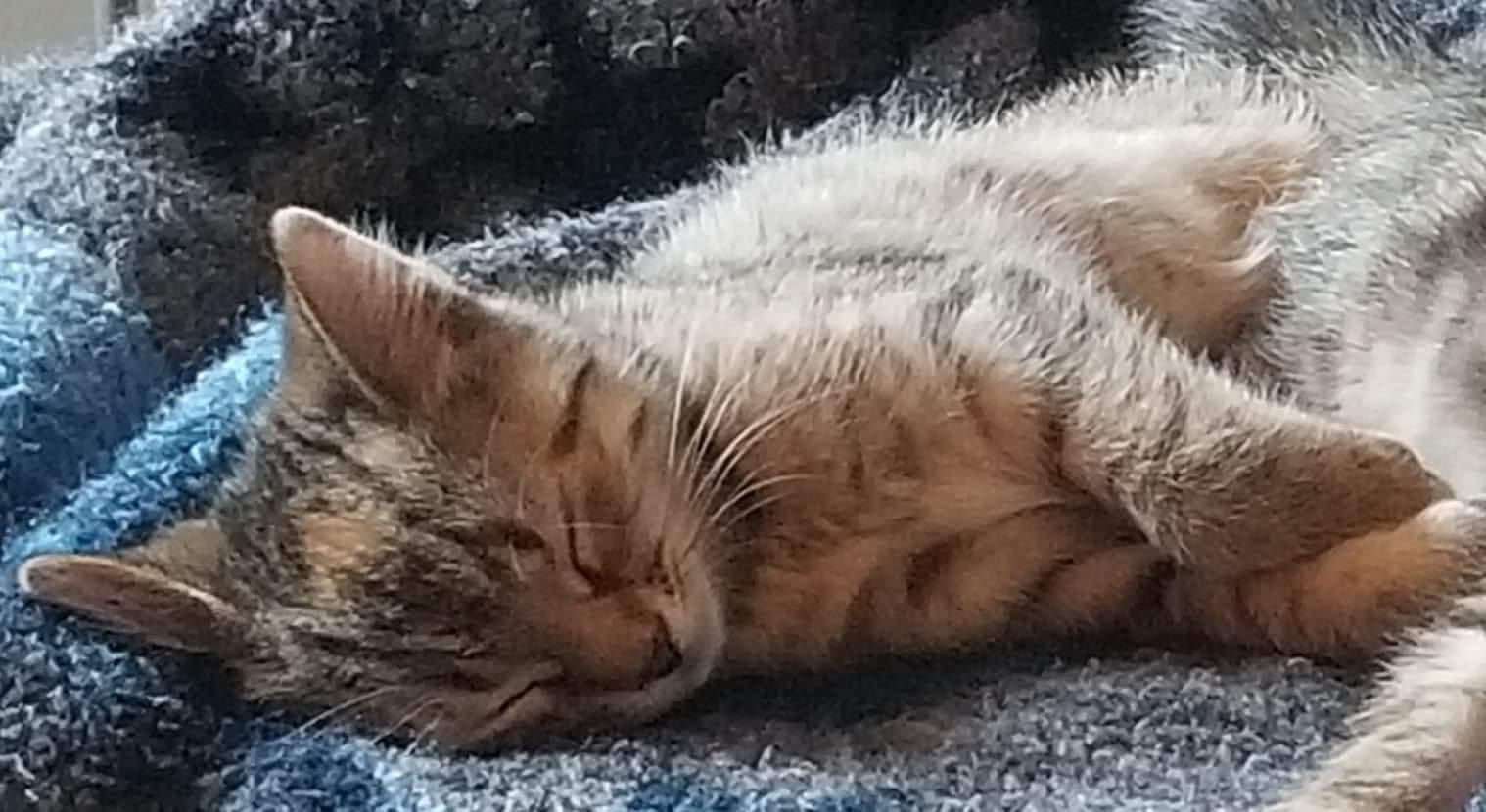 Enlarge Cashew, a Adopted Domestic Short Hair in Guelph, ON image 6/6