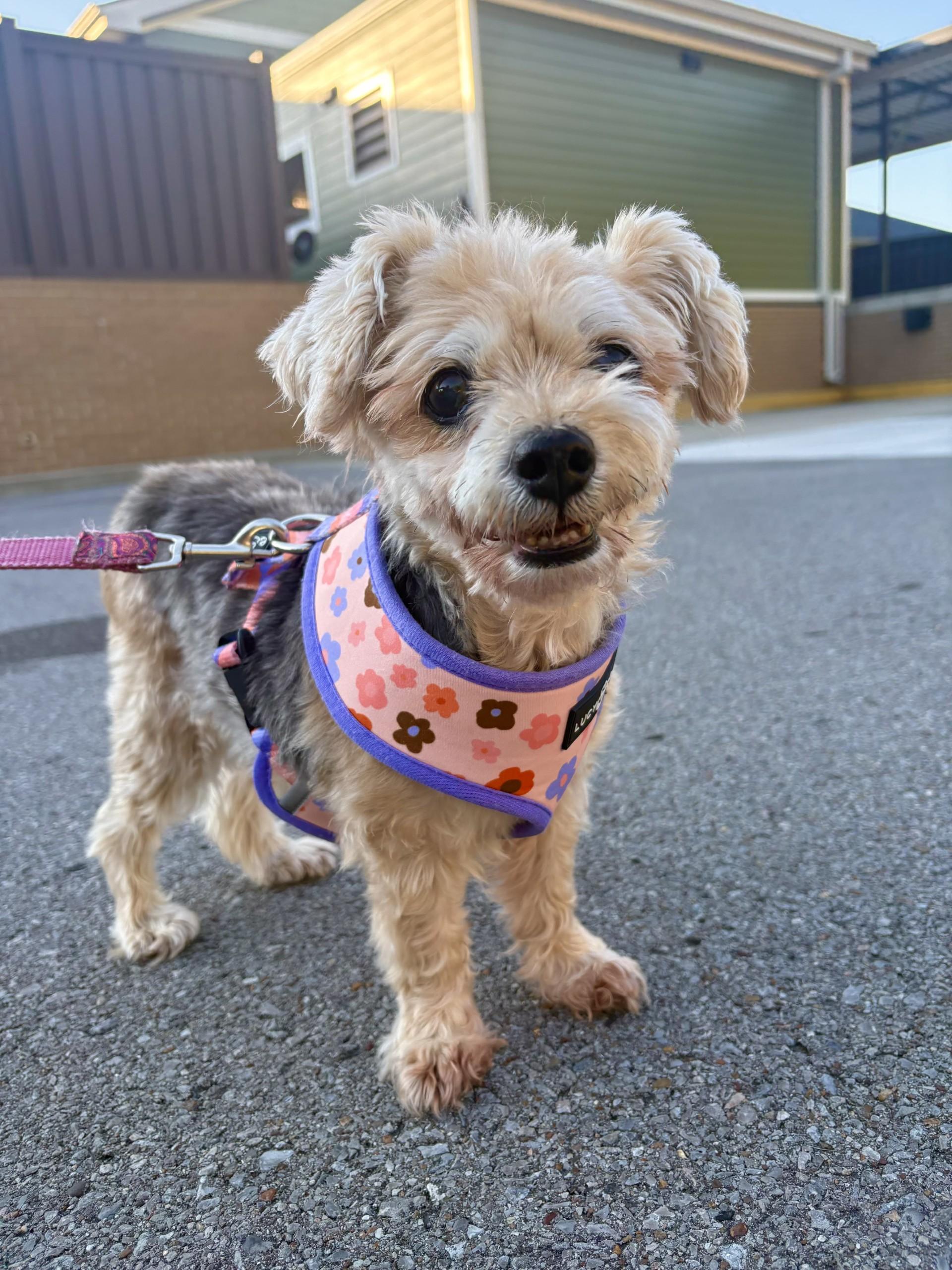 Enlarge Daisy, an adopted mixed breed in Mount Juliet, TN image 1/2