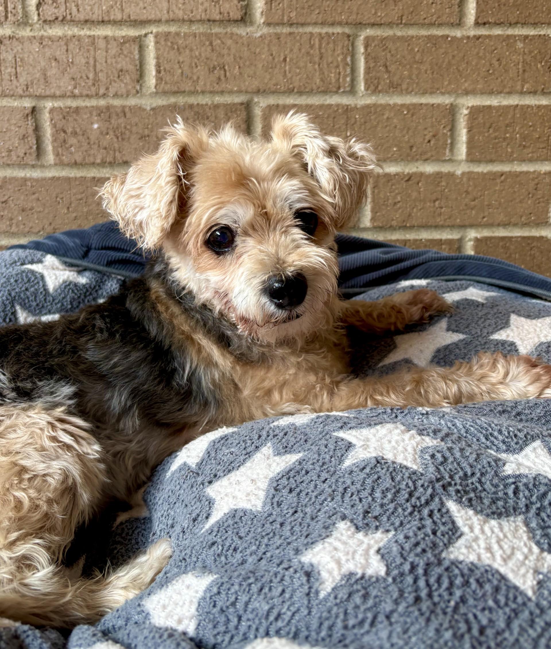 Enlarge Daisy, an adopted mixed breed in Mount Juliet, TN image 2/2