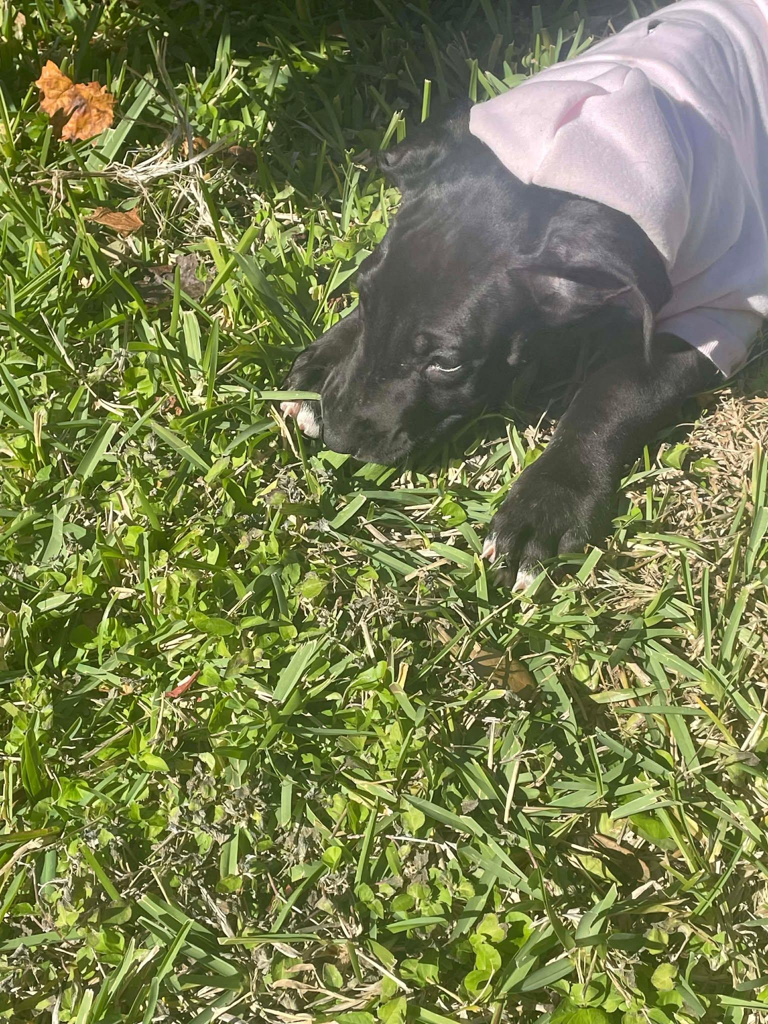 Enlarge Willow, an adopted Great Dane in Lakeland, FL image 5/5