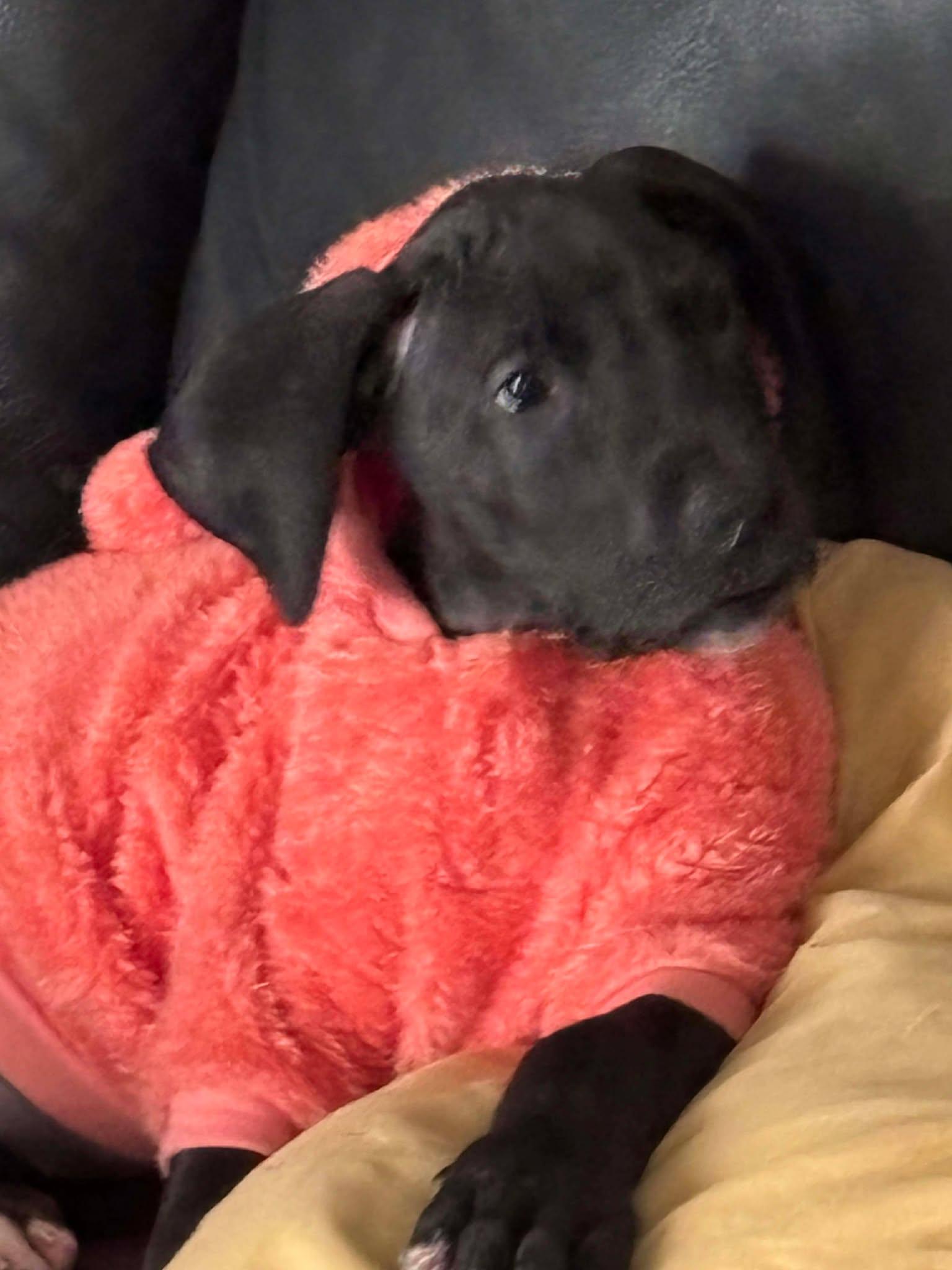 Enlarge Willow, an adopted Great Dane in Lakeland, FL image 4/5