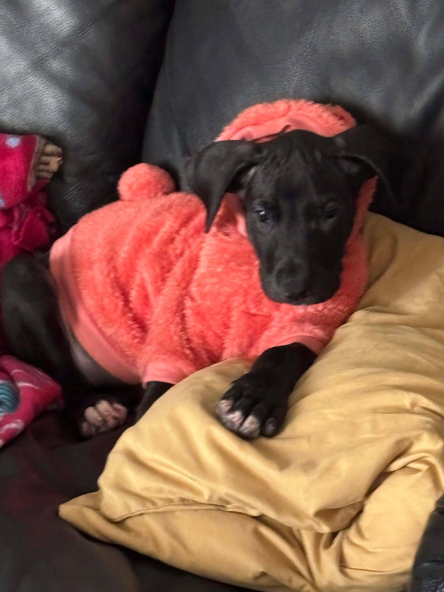 Enlarge Willow, an adopted Great Dane in Lakeland, FL image 3/5