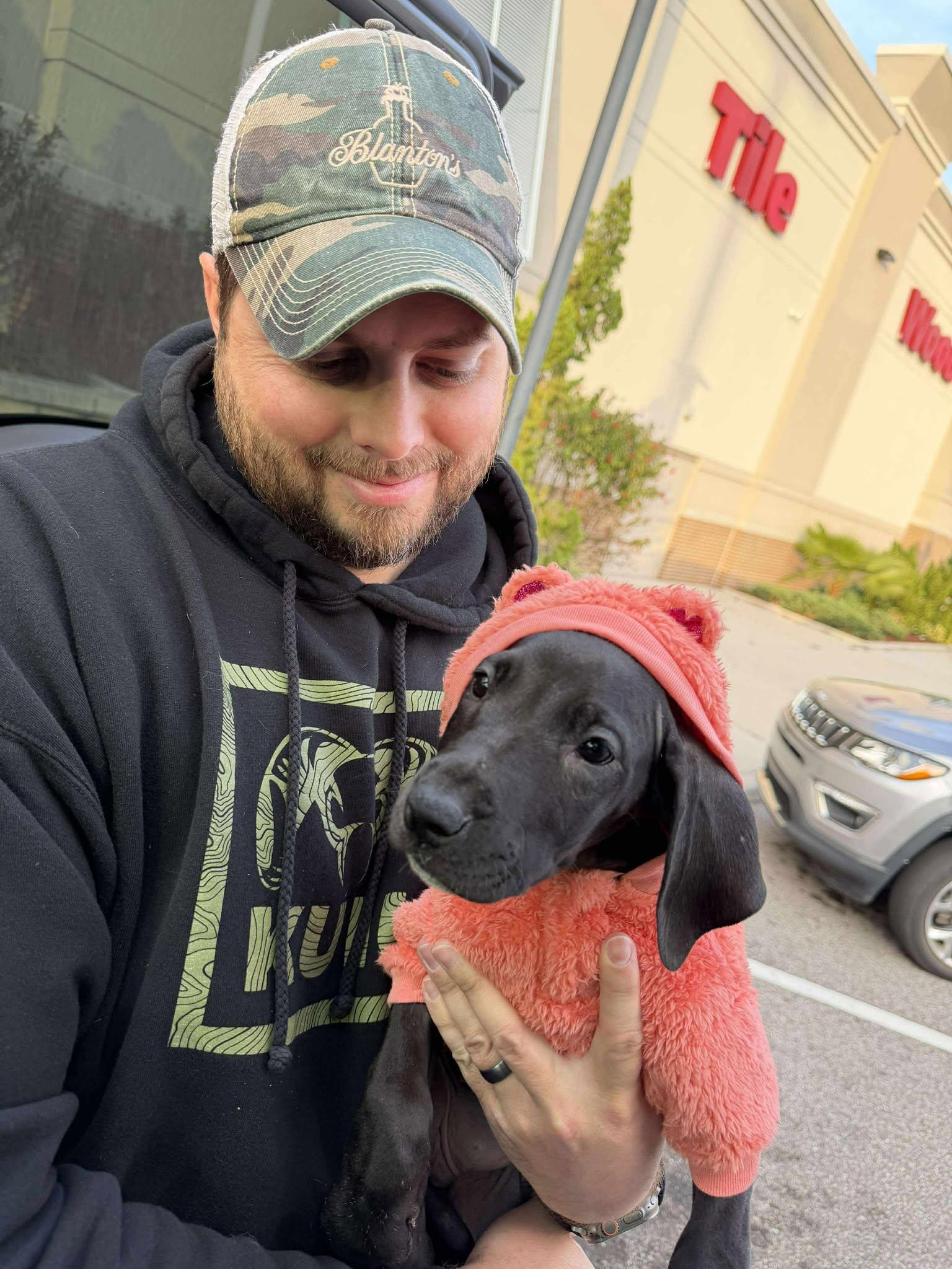 Willow, adopted, Puppy Female Great Dane.