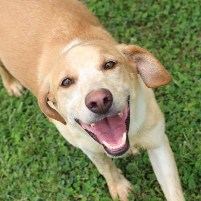 Enlarge Gaga, a Adoptable mixed breed in Rossville, TN image 9/10