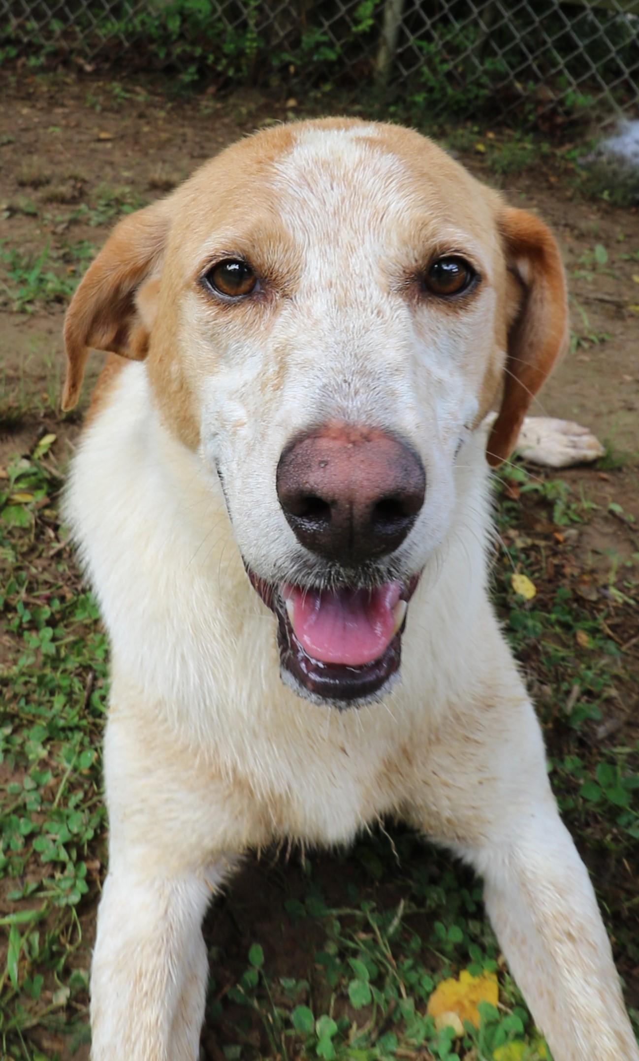 Enlarge Gaga, a Adoptable mixed breed in Rossville, TN image 5/6
