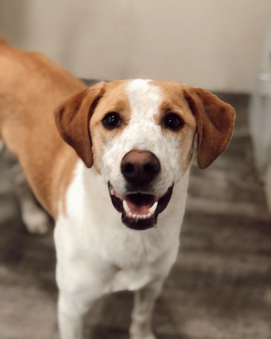 Enlarge Gaga, a Adoptable mixed breed in Rossville, TN image 1/10