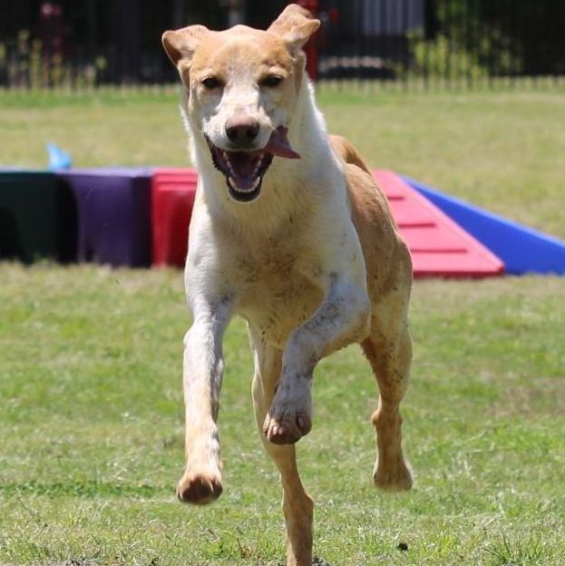 Enlarge Gaga, a Adoptable mixed breed in Rossville, TN image 10/10