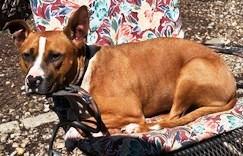 Enlarge Opie is an Angel, Doggie Social, Boxer Mix, Great Family dog, a ADOPTABLE mixed breed in Danbury, CT image 3/6