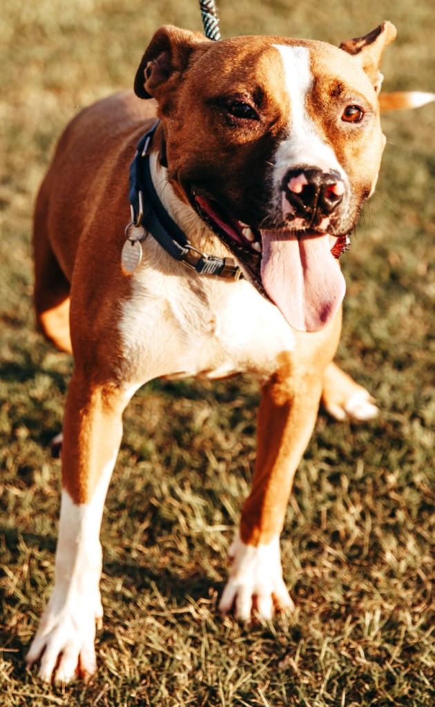 Enlarge Opie is an Angel, Doggie Social, Boxer Mix, Great Family dog, a ADOPTABLE mixed breed in Danbury, CT image 5/6