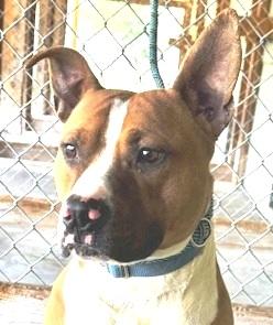 Enlarge Opie is an Angel, Doggie Social, Boxer Mix, Great Family dog, a ADOPTABLE mixed breed in Danbury, CT image 1/6