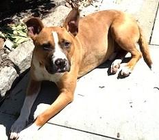 Enlarge Opie is an Angel, Doggie Social, Boxer Mix, Great Family dog, a ADOPTABLE mixed breed in Danbury, CT image 6/6