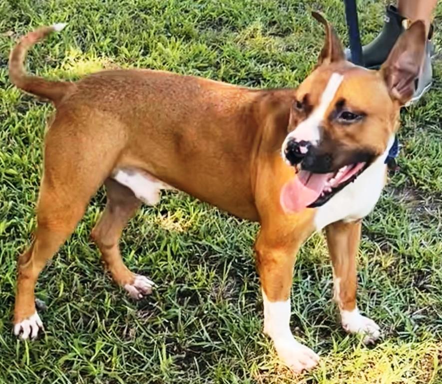 Enlarge Opie is an Angel, Doggie Social, Boxer Mix, Great Family dog, a ADOPTABLE mixed breed in Danbury, CT image 4/6