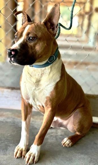 Enlarge Opie is an Angel, Doggie Social, Boxer Mix, Great Family dog, a ADOPTABLE mixed breed in Danbury, CT image 2/6