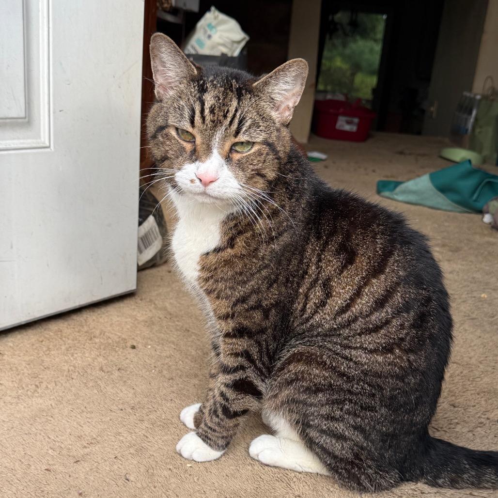 Malcolm, Adoptable, Senior Male Domestic Short Hair.