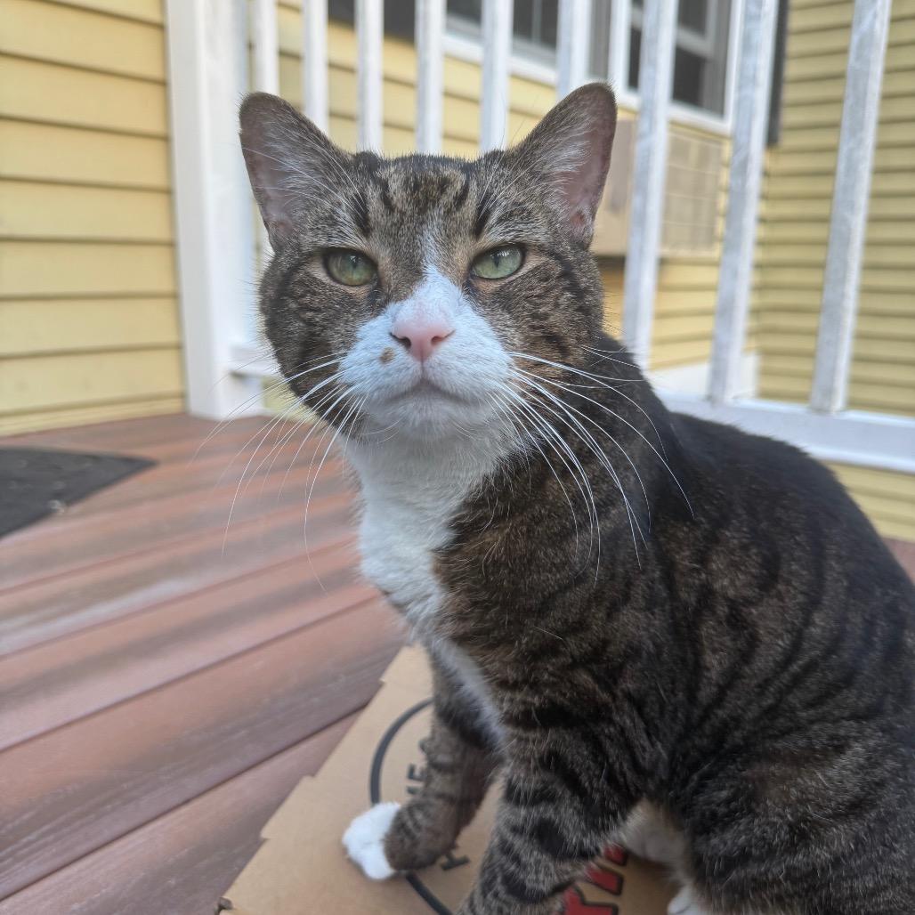 Enlarge Malcolm, a Adoptable Domestic Short Hair in Westport, CT image 2/4