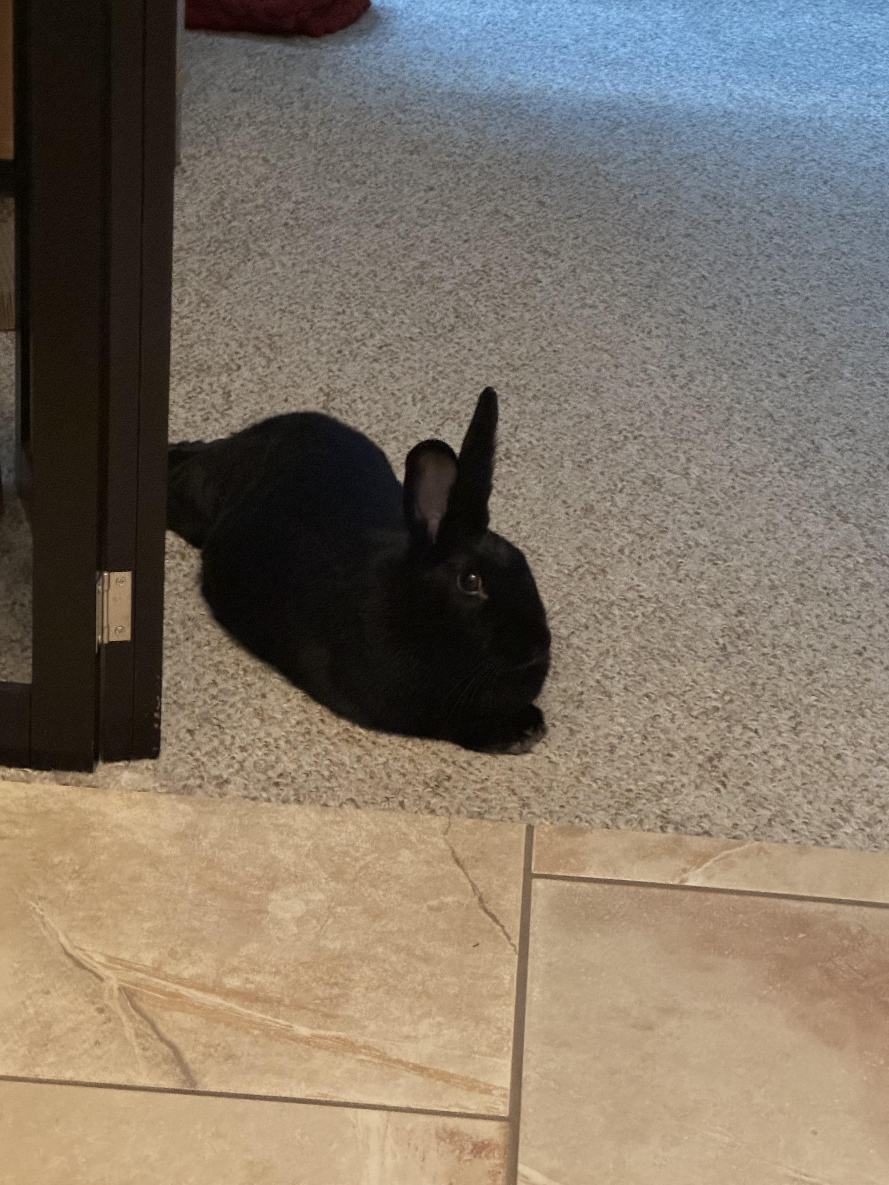 Raven, Adoptable, Adult Female Bunny Rabbit & Beveren.