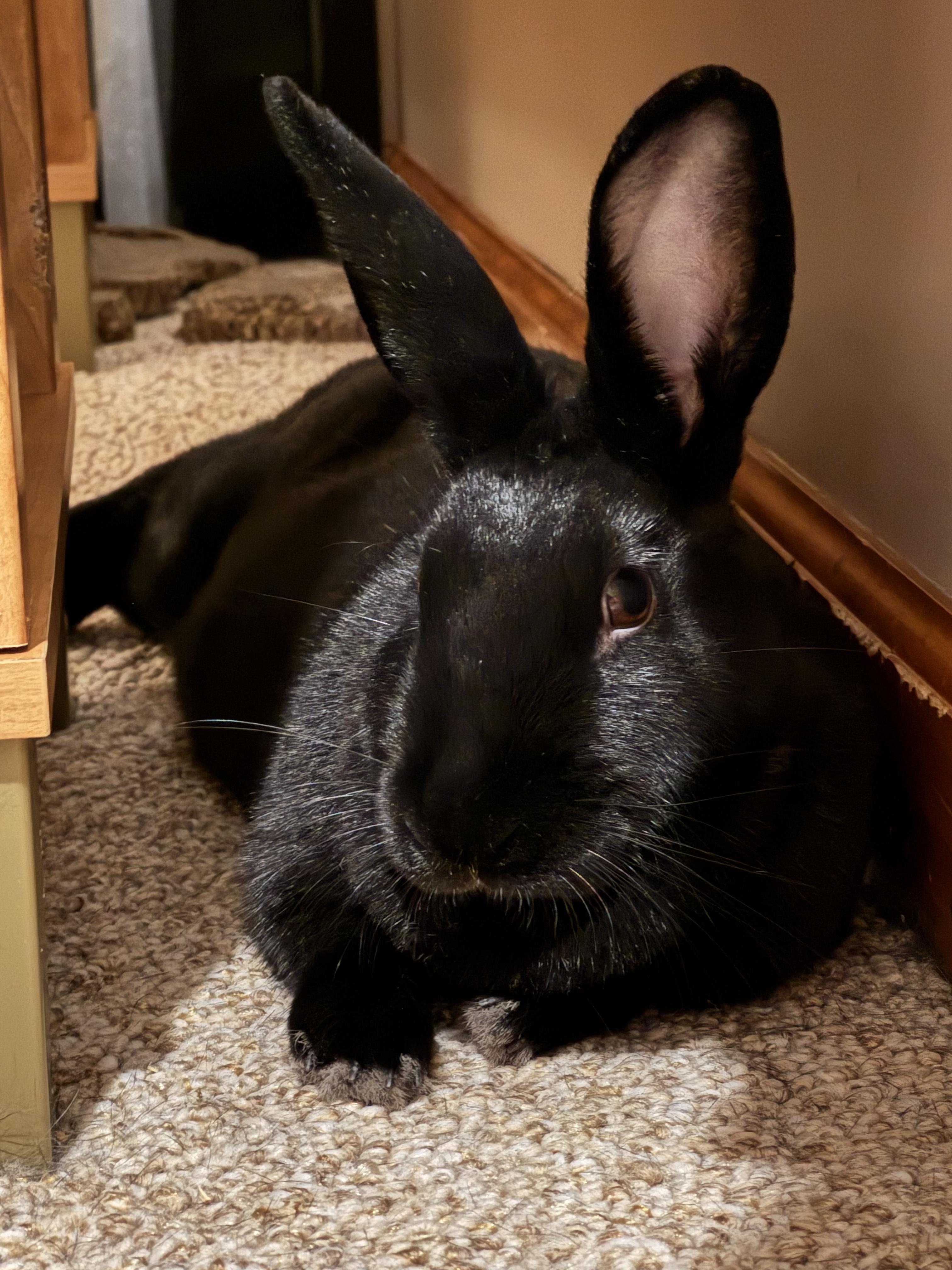 Raven, a Adoptable mixed breed in Wilkes-Barre, PA image 3/3