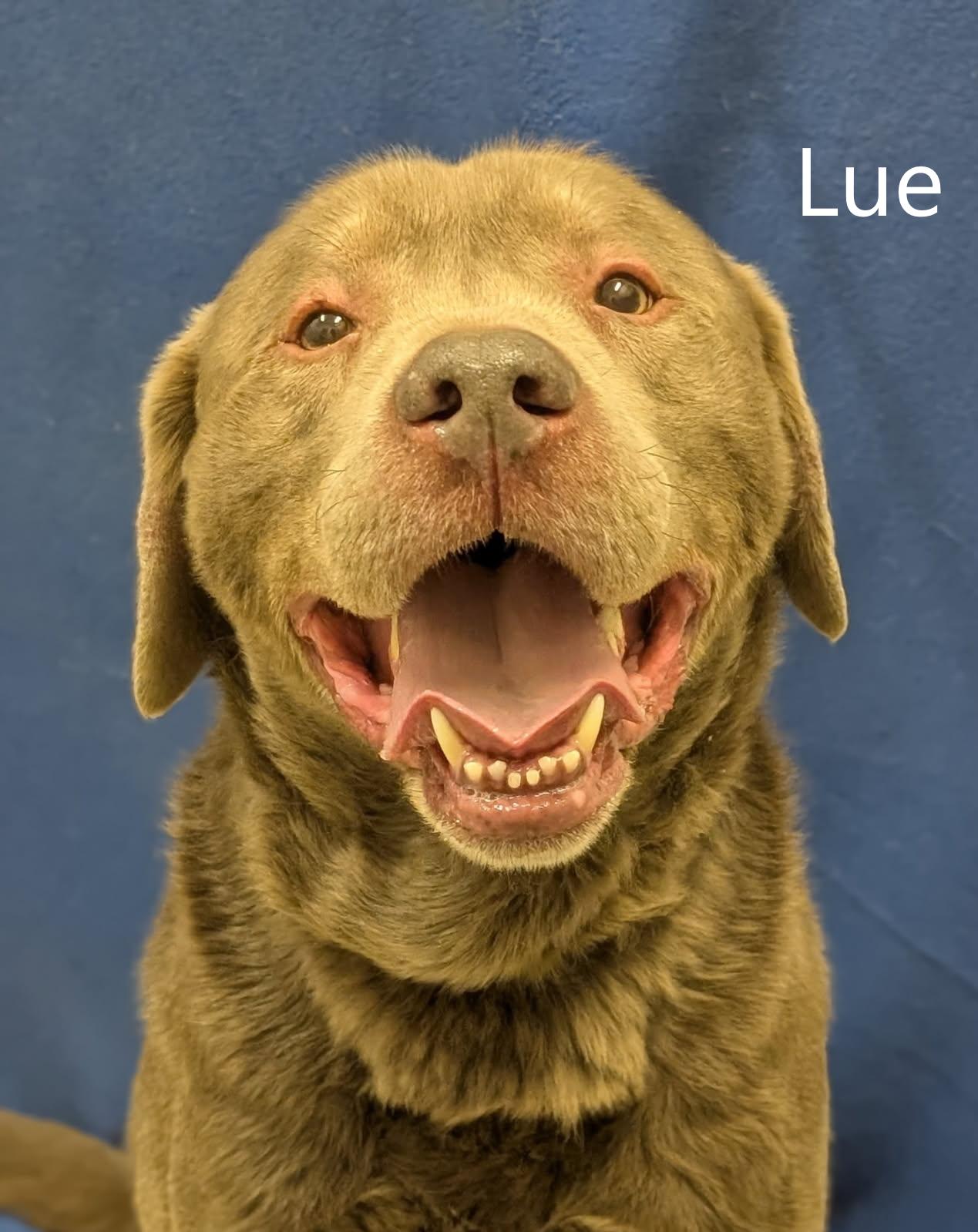 Enlarge Lue, a ADOPTABLE mixed breed in Mount Vernon, OH image 1/1
