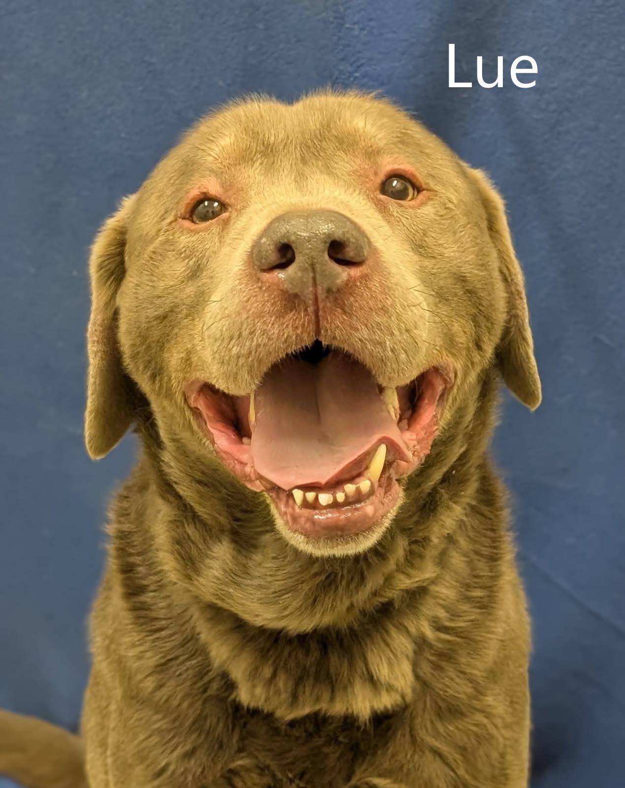 Lue, adopted, Senior Male Labrador Retriever & Weimaraner.