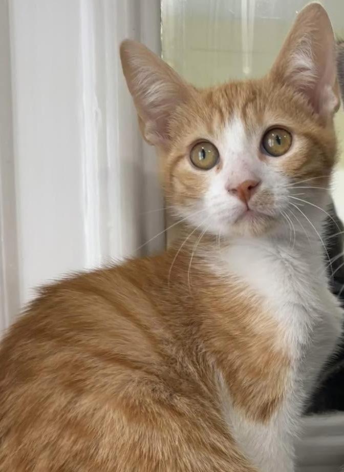 Fred, ADOPTABLE, Kitten Male Domestic Short Hair & Tabby.