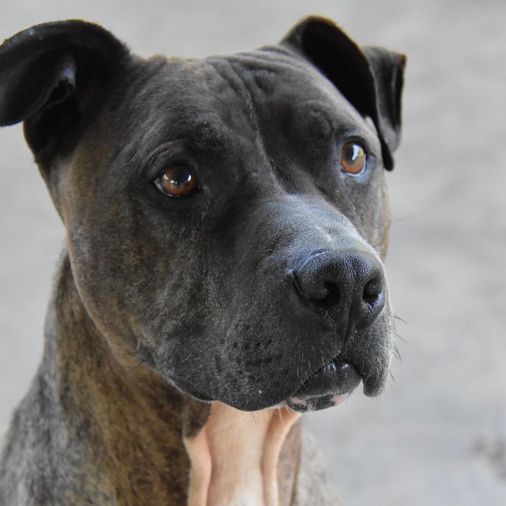 Samson, a Adoptable mixed breed in Columbus, NC image 1/6