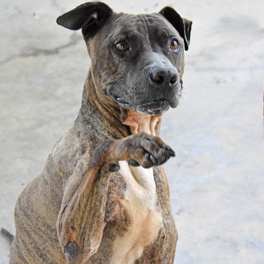 Samson, a Adoptable mixed breed in Columbus, NC image 2/6