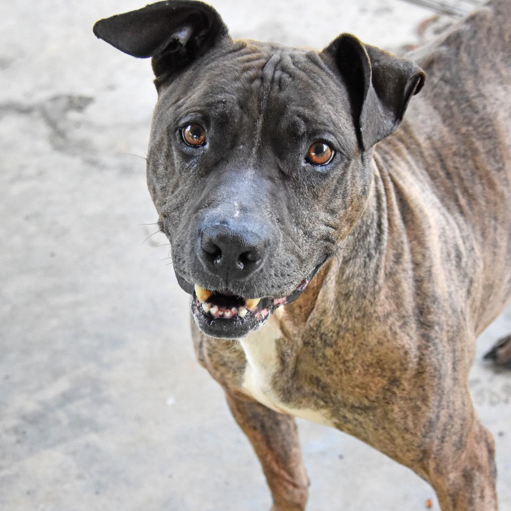 Samson, a Adoptable mixed breed in Columbus, NC image 3/6