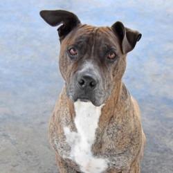 Enlarge Samson, a Adoptable mixed breed in Columbus, NC image 3/6