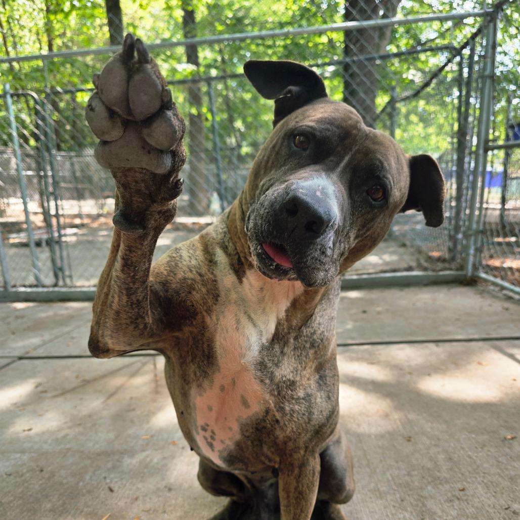 Enlarge Samson, a Adoptable mixed breed in Columbus, NC image 3/6