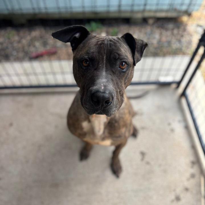 Enlarge Samson, a Adoptable mixed breed in Columbus, NC image 5/6